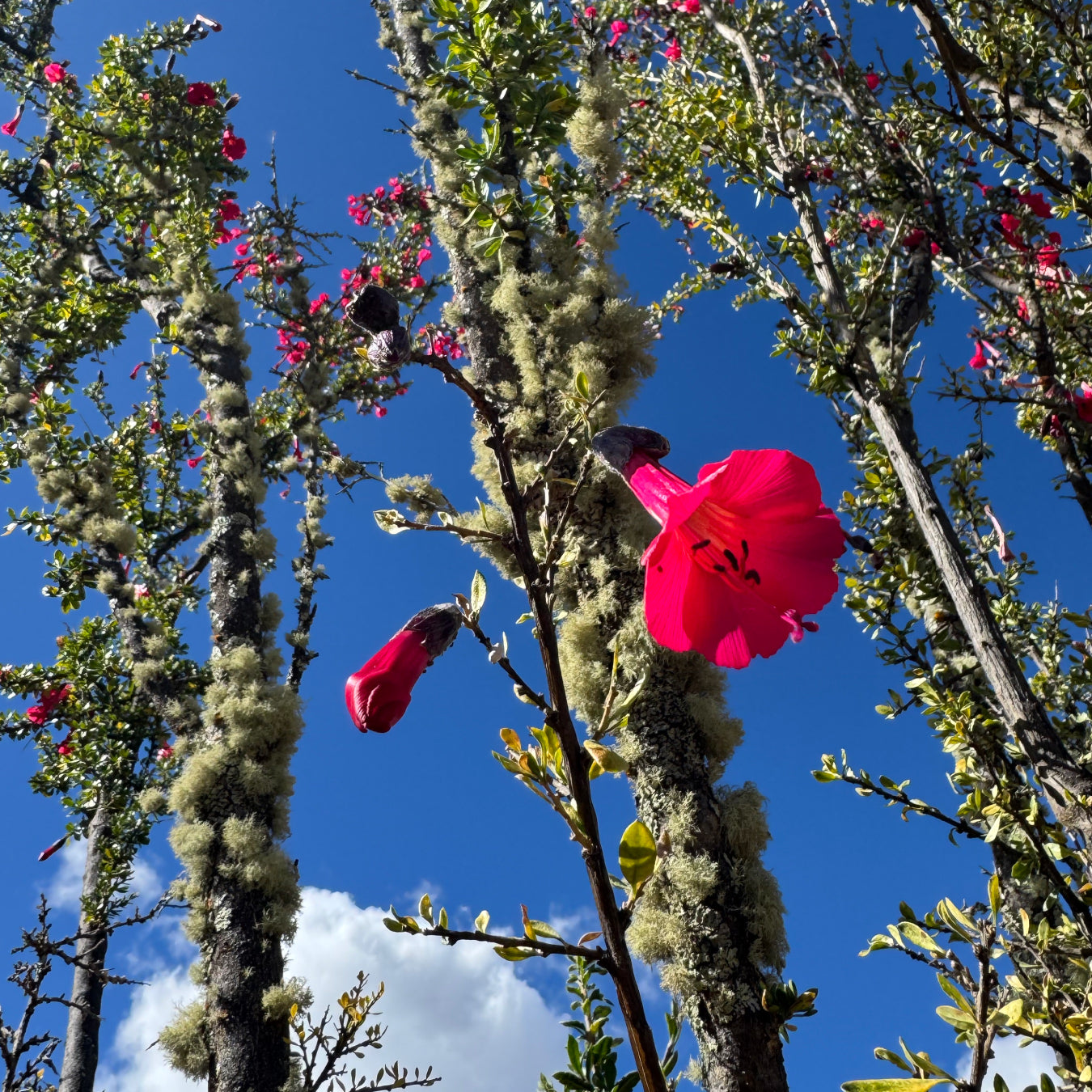 The Kantuta - Flower of the Andes